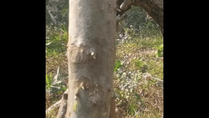 Effect of portable laser obstacle remover at 20m