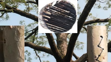 Coupe au laser des branches d'arbres